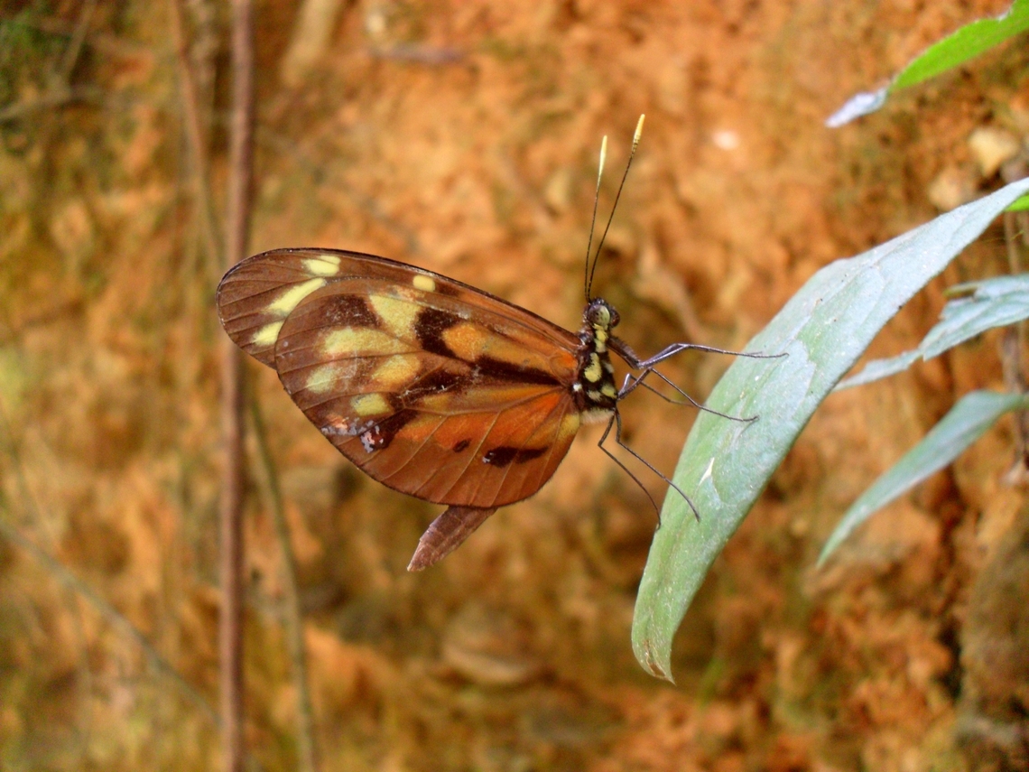 Dismorphia amphione  Dismorphia amphione,Fall,Geotagged,Tiger mimic white,Venezuela