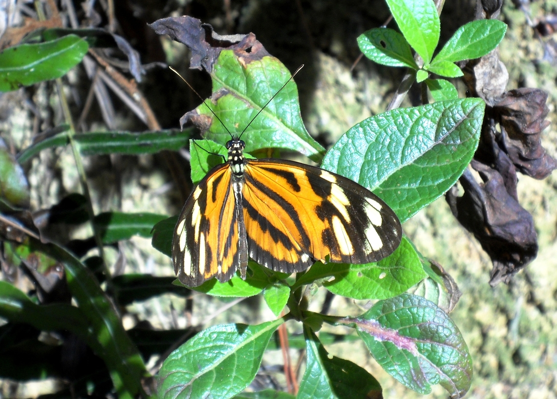 Heliconius ethilla  Geotagged,Heliconius ethilla,Summer,Venezuela