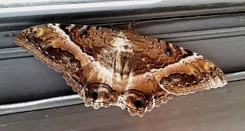 Ascalapha odorata  Ascalapha odorata,Black Witch,Geotagged,Venezuela