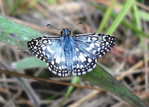 Burnsius orcus Burnsius orcus is not easy to distinguish from B. oileus, specially for the non specialist like myself. My identification here is based on technical literature from the Internet and the theoretical distribution of both species (i.e. B. oileus, according to some sources, does not occur in Venezuela), whereas B. orcus does, and specially so on the area where I took this picture (Northern Venezuelan Coastal Range) Burnsius oileus,Burnsius orcus,Geotagged,Orcus Checkered-Skipper,Spring,Tropical checkered skipper,Venezuela
