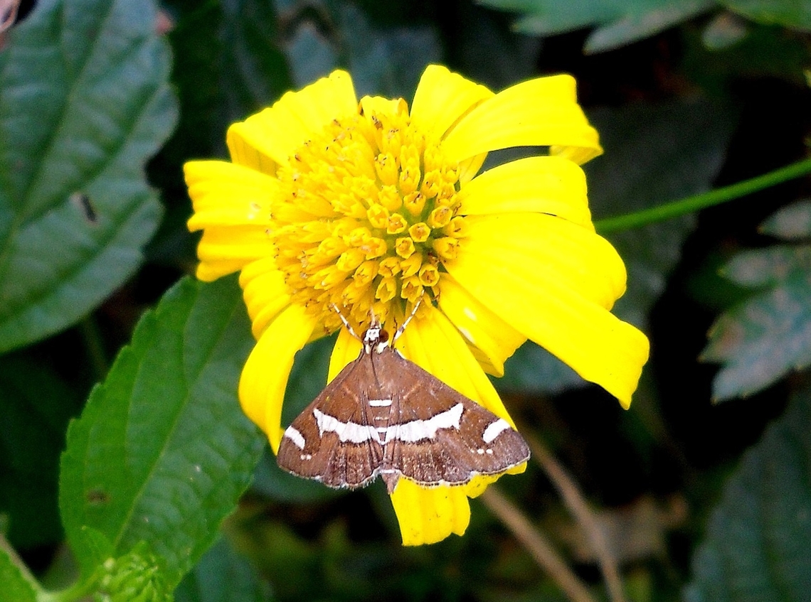Spoladea recurvalis  Geotagged,Hawaiian Beet Webworm,Spoladea recurvalis,Summer,Venezuela