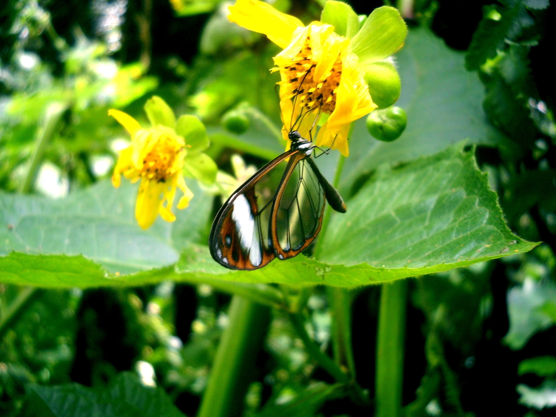 Greta andromica  Andromica clearwing,Geotagged,Glasswinged butterfly,Greta andromica,Greta morgane,Greta oto,Summer,Venezuela