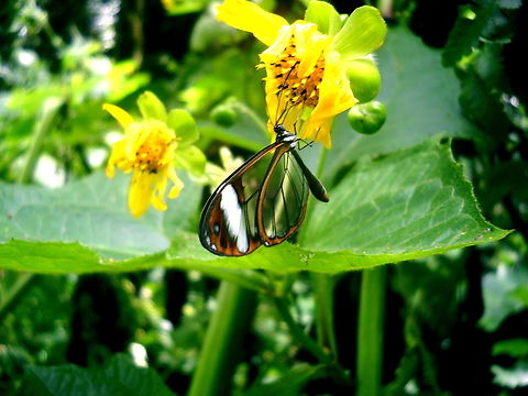 Greta andromica  Andromica clearwing,Geotagged,Glasswinged butterfly,Greta andromica,Greta morgane,Greta oto,Summer,Venezuela