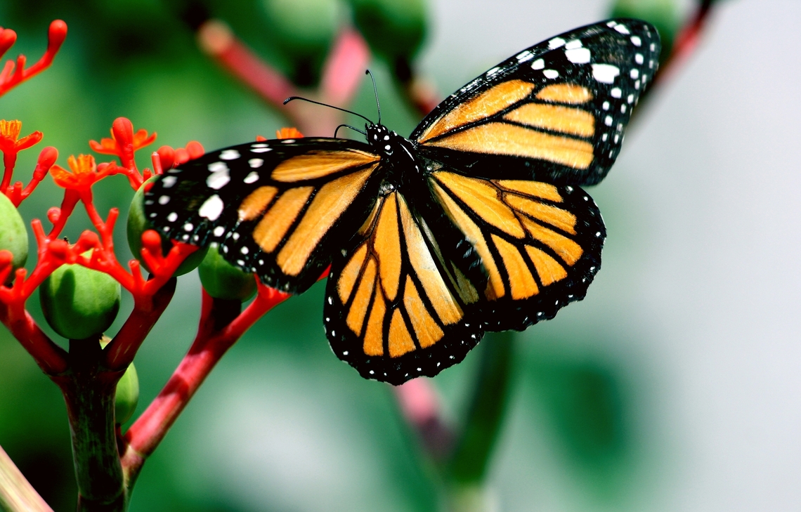 Danaus plexippus  Danaus plexippus,Geotagged,Monarch butterfly,Summer,Venezuela