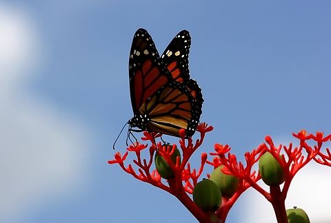 Danaus plexippus  Danaus plexippus,Geotagged,Monarch butterfly,Summer,Venezuela