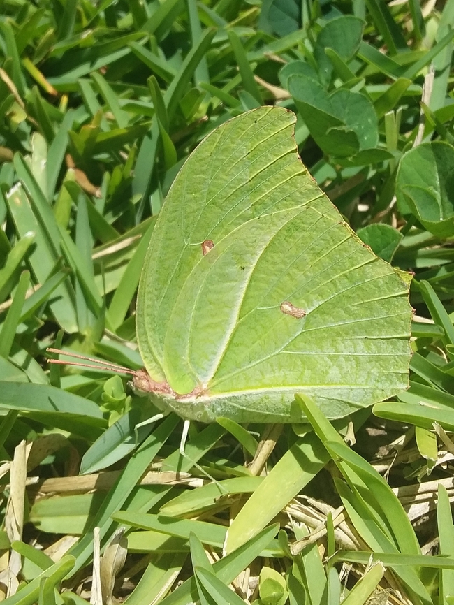 Anteos maerula  Anteos maerula,Geotagged,Venezuela,Winter,Yellow angled-sulphur