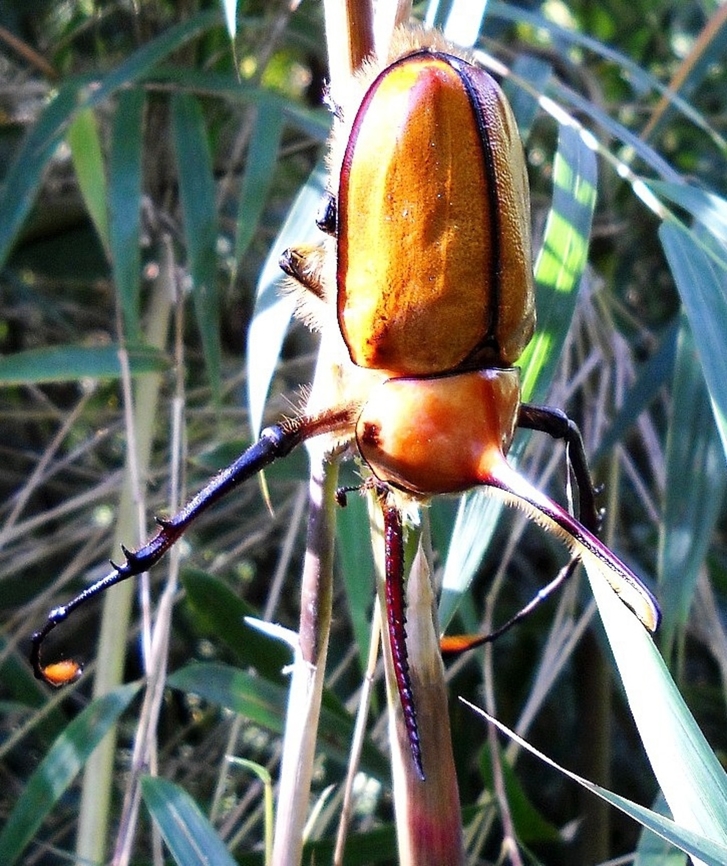 Golofa porteri (Hope, 1837). Sawtooth Rhino Beetle (Male) One of the 30 species of Golofa beetles, here seen in the Venezuelan Northern Coastal Mountain Range. Usually feeds on the soft parts of reed plants to which it is commonly associated. Caliper Beetle,Geotagged,Golofa porteri,Spring,Venezuela