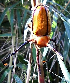 Golofa porteri (Hope, 1837). Sawtooth Rhino Beetle (Male) One of the 30 species of Golofa beetles, here seen in the Venezuelan Northern Coastal Mountain Range. Usually feeds on the soft parts of reed plants to which it is commonly associated. Caliper Beetle,Geotagged,Golofa porteri,Spring,Venezuela