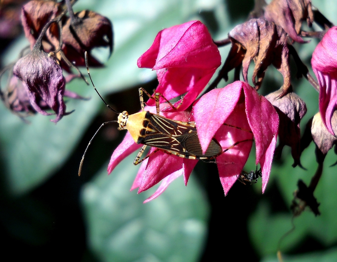 Hypselonotus fulvus (De Geer, 1773)  Geotagged,Hypselonotus fulvus,Hypselonotus interruptus,Hypselonotus linea,Hypselonotus lineatus,Spring,Venezuela