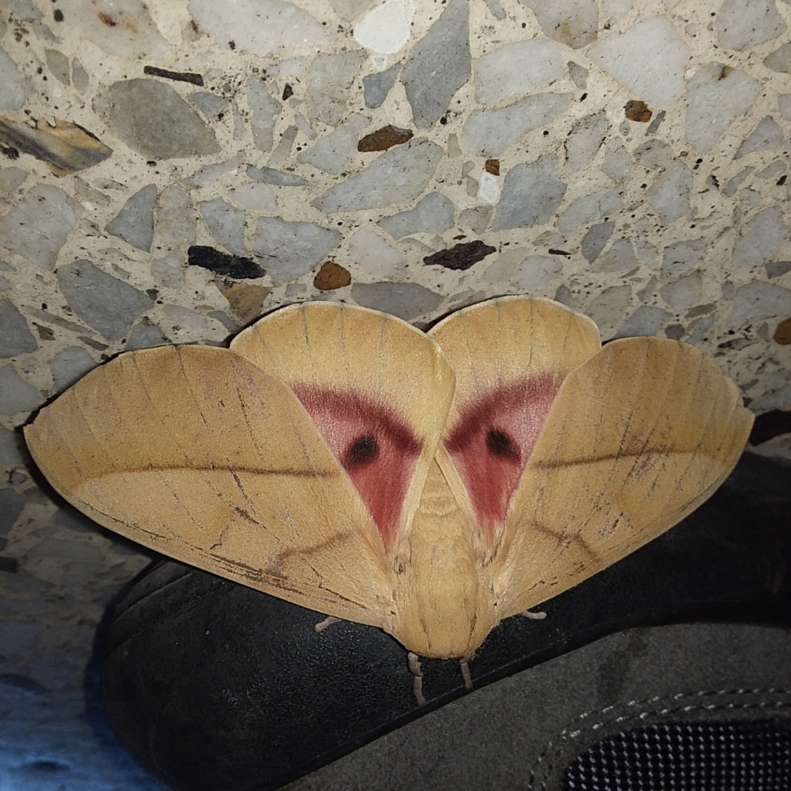 Syssphinx molina (Cramer, 1780). Saturniidae.  Geotagged,Spring,Syssphinx molina,Venezuela