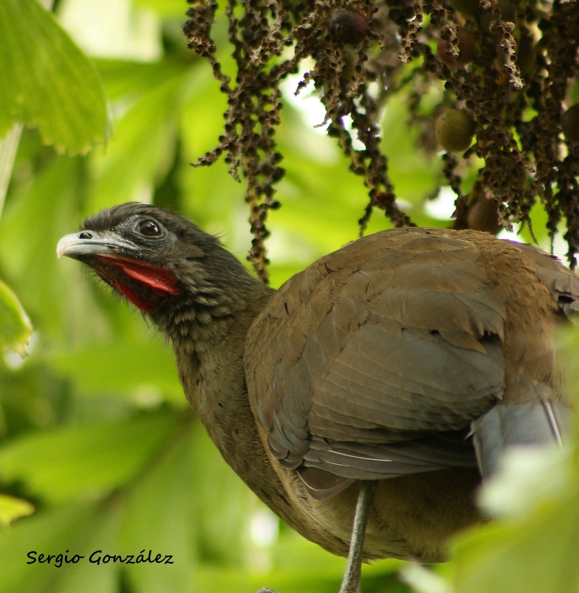 Ortalis ruficauda  Geotagged,Ortalis ruficauda,Rufous-vented chachalaca,Spring,Venezuela