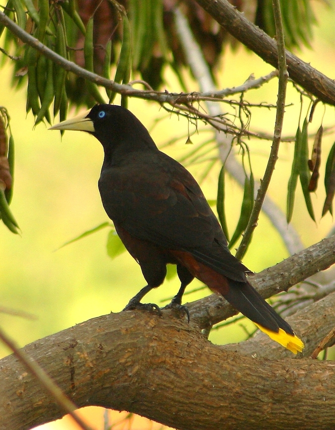 Psarocolius decumanus  Crested oropendola,Geotagged,Psarocolius decumanus,Venezuela,Winter