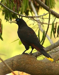 Psarocolius decumanus  Crested oropendola,Geotagged,Psarocolius decumanus,Venezuela,Winter