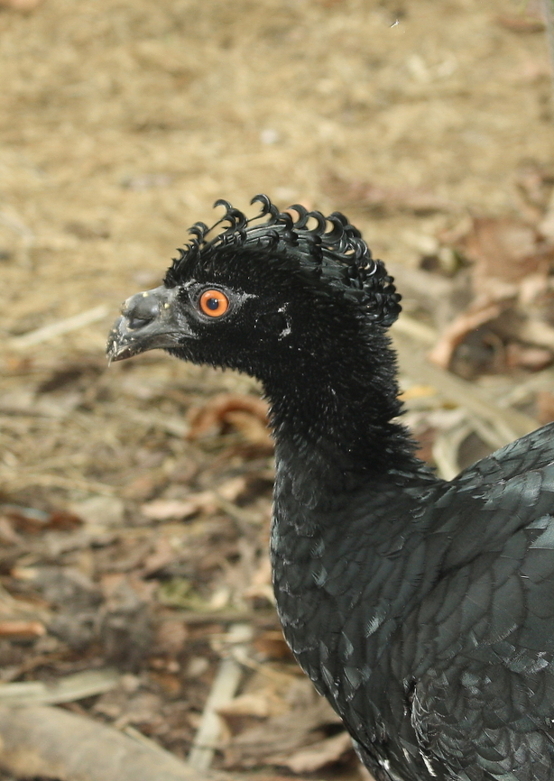 Crax daubentoni  Crax daubentoni,Geotagged,Spring,Venezuela,Yellow-knobbed curassow