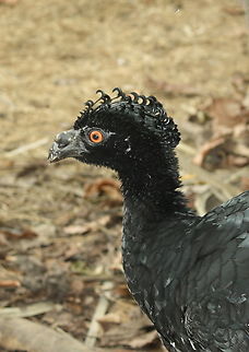 Crax daubentoni  Crax daubentoni,Geotagged,Spring,Venezuela,Yellow-knobbed curassow