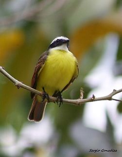 Myiozetetes cayanensis  Geotagged,Myiozetetes cayanensis,Rusty-margined flycatcher,Venezuela,Winter