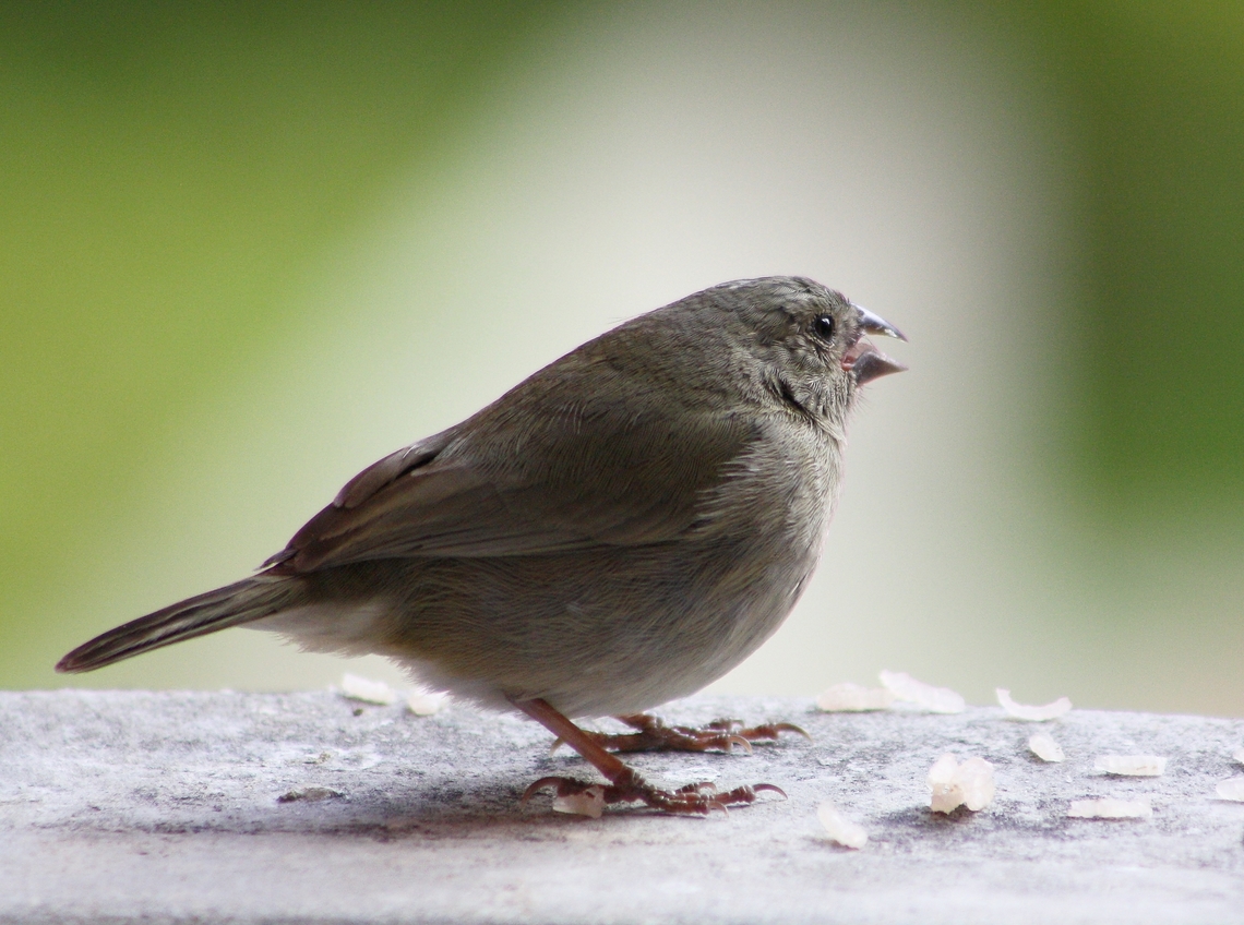 Melanospiza bicolor (♀).  Black-faced grassquit,Geotagged,Melanospiza bicolor,Venezuela,Winter