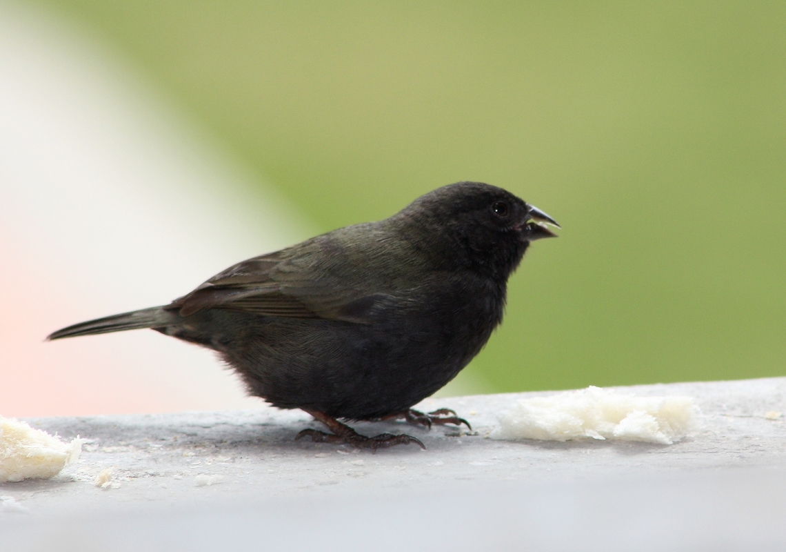 Melanospiza bicolor ( ♂)  Black-faced grassquit,Geotagged,Melanospiza bicolor,Venezuela,Winter