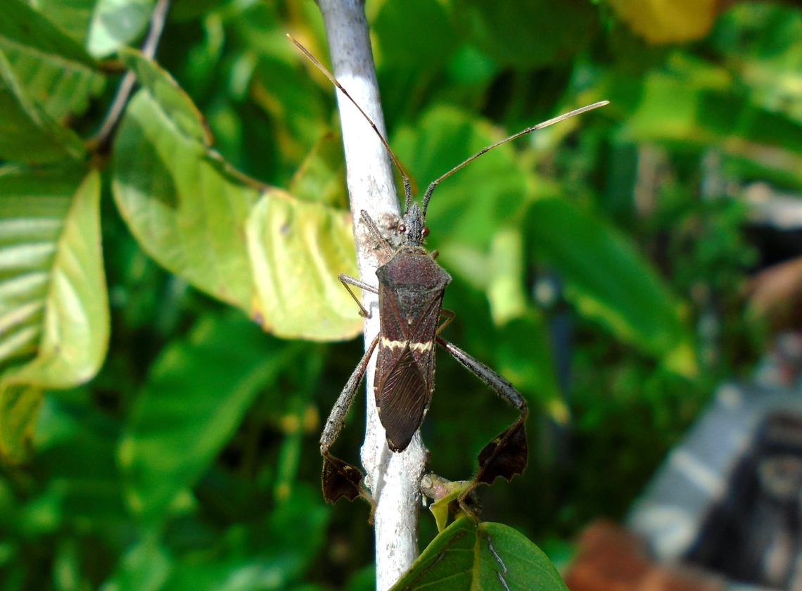 Leptoglossus zonatus (Dallas, 1852)  Geotagged,Leptoglossus zonatus,Venezuela,Winter
