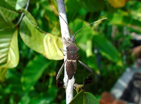Leptoglossus zonatus (Dallas, 1852)  Geotagged,Leptoglossus zonatus,Venezuela,Winter