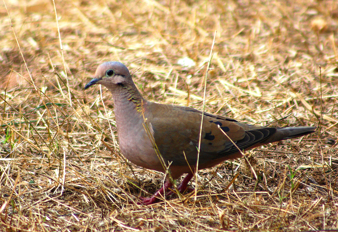Zenaida auriculata  Eared dove,Geotagged,Venezuela,Winter,Zenaida auriculata