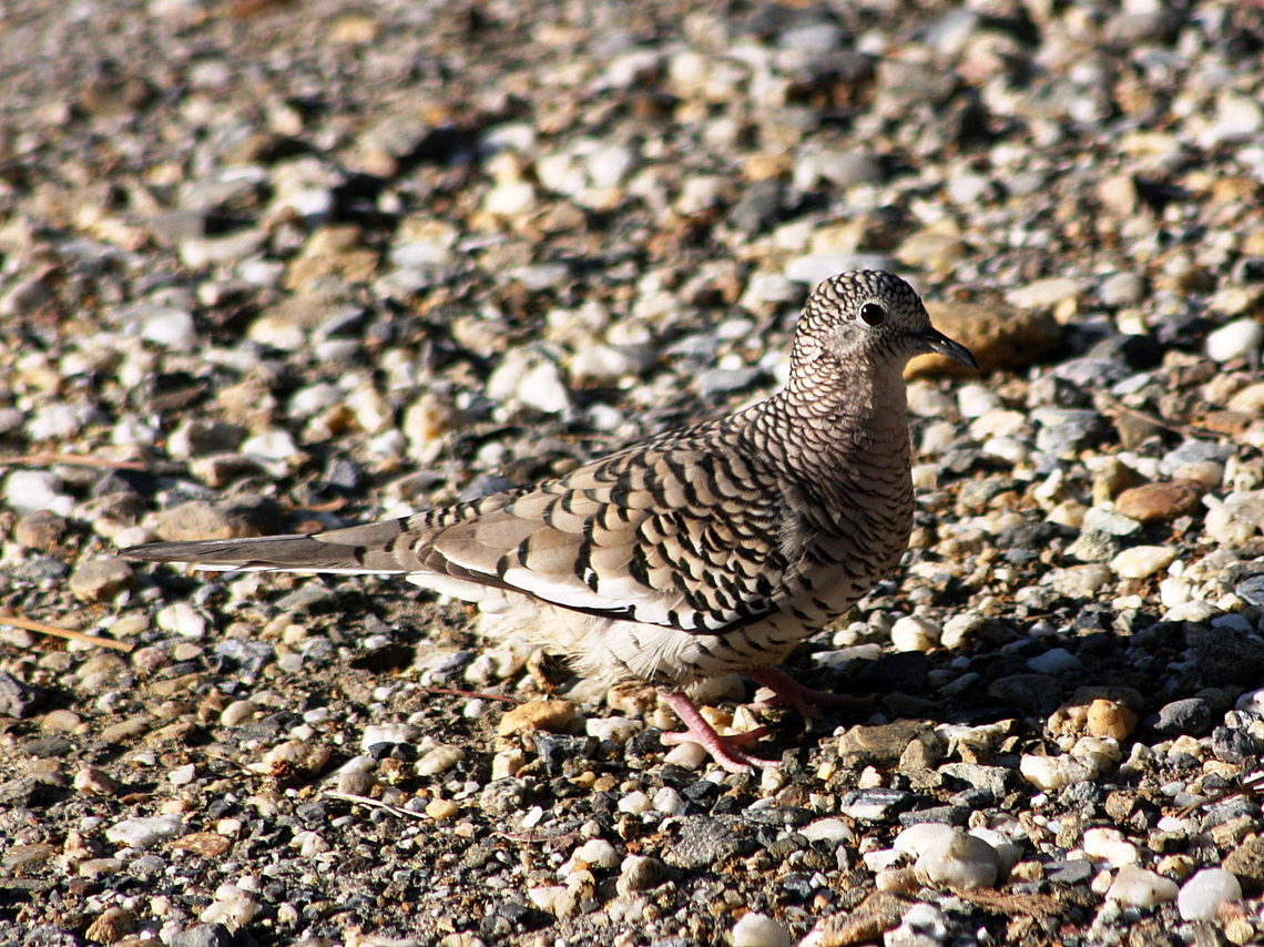 Columbina squammata  Columbina squammata,Geotagged,Scaled dove,Spring,Venezuela