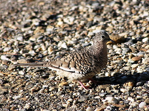 Columbina squammata  Columbina squammata,Geotagged,Scaled dove,Spring,Venezuela