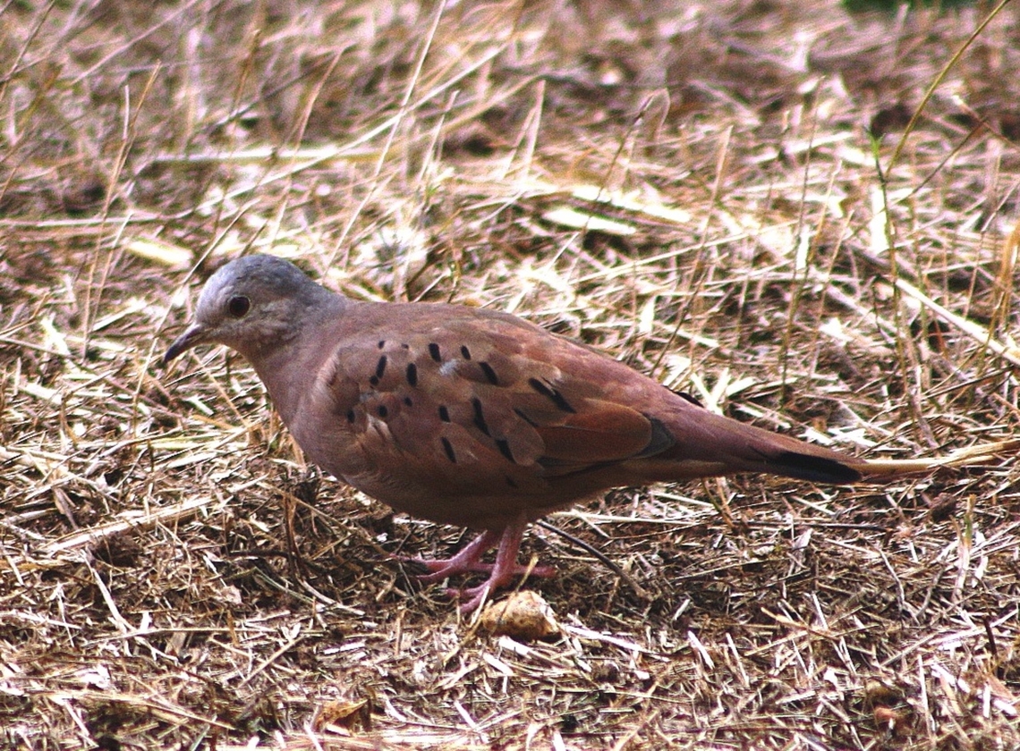 Columbina talpacoti  Columbina talpacoti,Geotagged,Ruddy ground dove,Venezuela,Winter