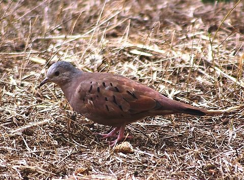 Columbina talpacoti  Columbina talpacoti,Geotagged,Ruddy ground dove,Venezuela,Winter