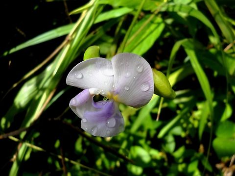 Vigna vexillata  Fall,Geotagged,Venezuela,Vigna vexillata,Wild Cow Pea