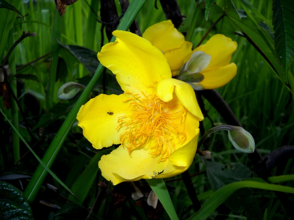 Cochlospermum vitifolium  Cochlospermum vitifolium,Geotagged,Summer,Venezuela