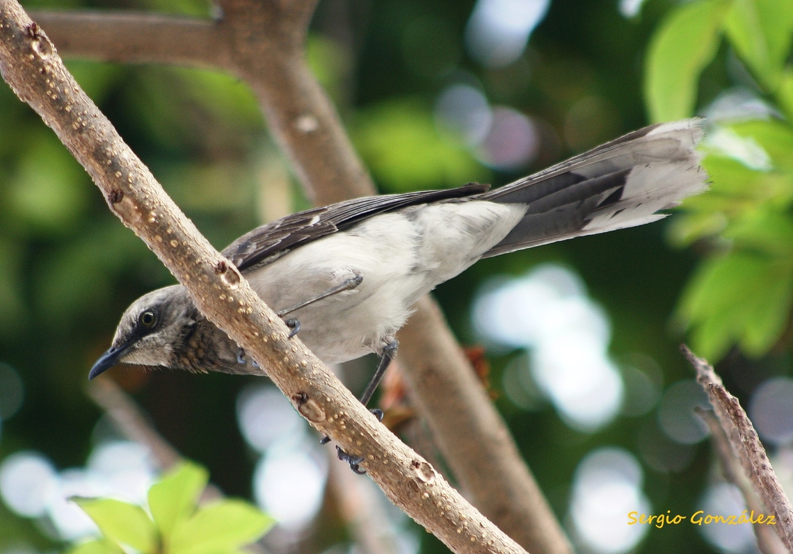 Mimus gilvus  Geotagged,Mimus gilvus,Spring,Tropical Mock,Venezuela
