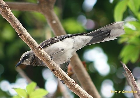 Mimus gilvus  Geotagged,Mimus gilvus,Spring,Tropical Mock,Venezuela