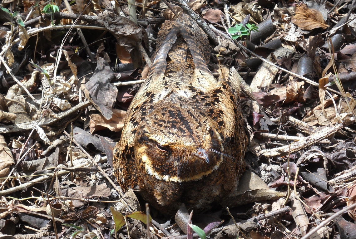 Nyctidromus albicollis The white neck collar from which this species gets its name (albicollis) is clearly visible. Common Pauraque,Geotagged,Nyctidromus albicollis,Spring,Venezuela