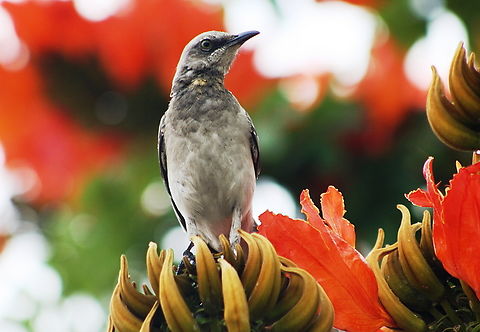 Mimus gilvus  Geotagged,Mimus gilvus,Spring,Tropical Mock,Venezuela