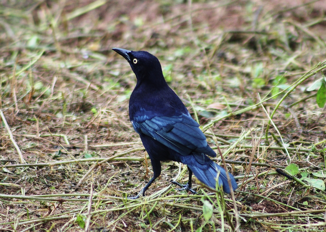 Quiscalus lugubris (♂)  Carib grackle,Fall,Geotagged,Quiscalus lugubris,Venezuela