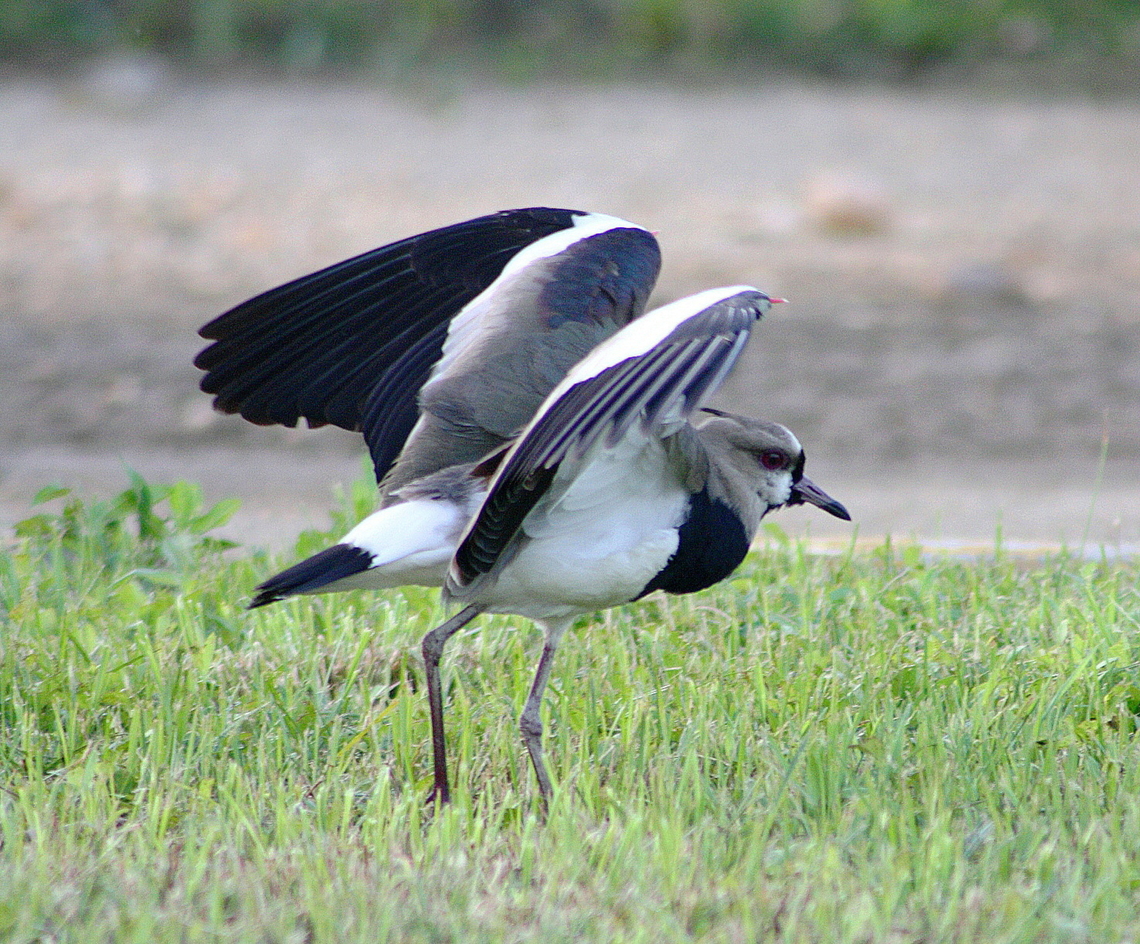 Vanellus chilensis  Geotagged,Southern Lapwing,Summer,Vanellus chilensis,Venezuela