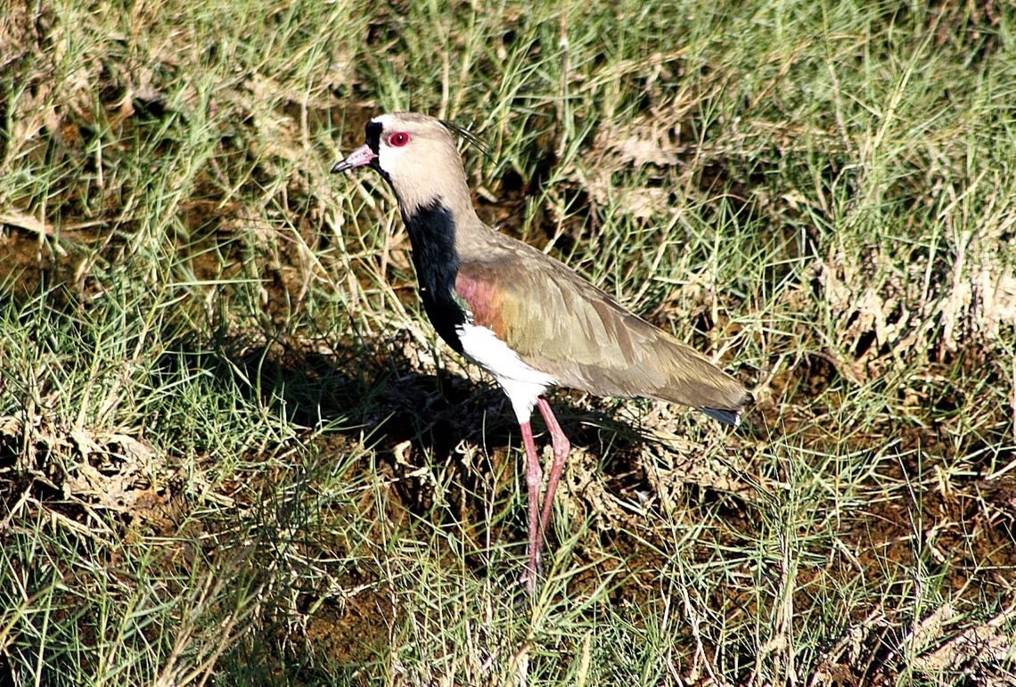 Vanellus chilensis  Geotagged,Southern Lapwing,Vanellus chilensis,Venezuela,Winter