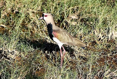 Vanellus chilensis  Geotagged,Southern Lapwing,Vanellus chilensis,Venezuela,Winter