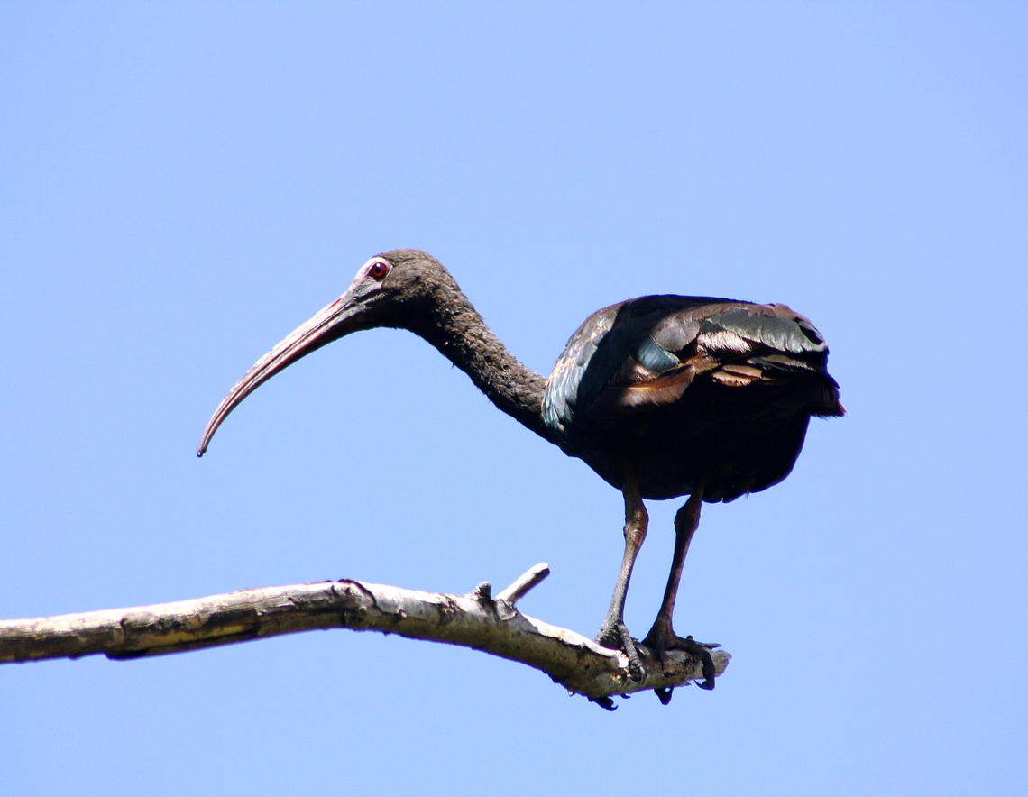Phimosus infuscatus  Bare-faced ibis,Geotagged,Phimosus infuscatus,Spring,Venezuela