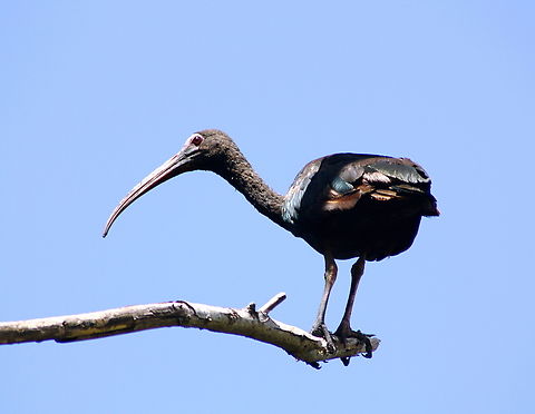 Phimosus infuscatus  Bare-faced ibis,Geotagged,Phimosus infuscatus,Spring,Venezuela