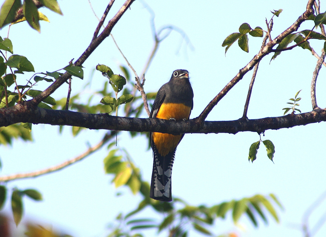 Trogon viridis  Geotagged,Green-backed Trogon,Trogon viridis,Venezuela,Winter