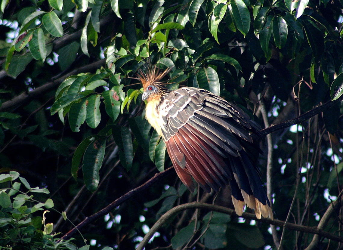Opisthocomus hoazin  Geotagged,Hoatzin,Opisthocomus hoazin,Venezuela,Winter