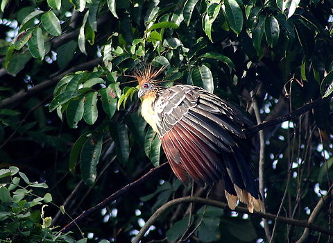 Opisthocomus hoazin  Geotagged,Hoatzin,Opisthocomus hoazin,Venezuela,Winter
