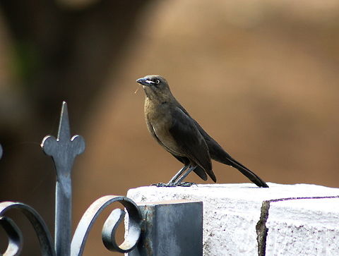 Quiscalus lugubris (♀) Gathering materials to build a nest. This species is often associated to the urban environment. Carib grackle,Geotagged,Quiscalus lugubris,Venezuela,Winter