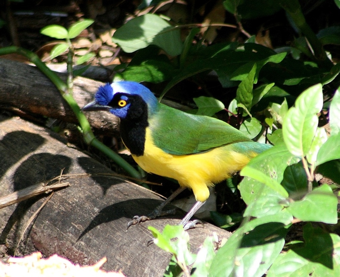 Cyanocorax yncas  Cyanocorax yncas,Fall,Geotagged,Green Jay,Venezuela