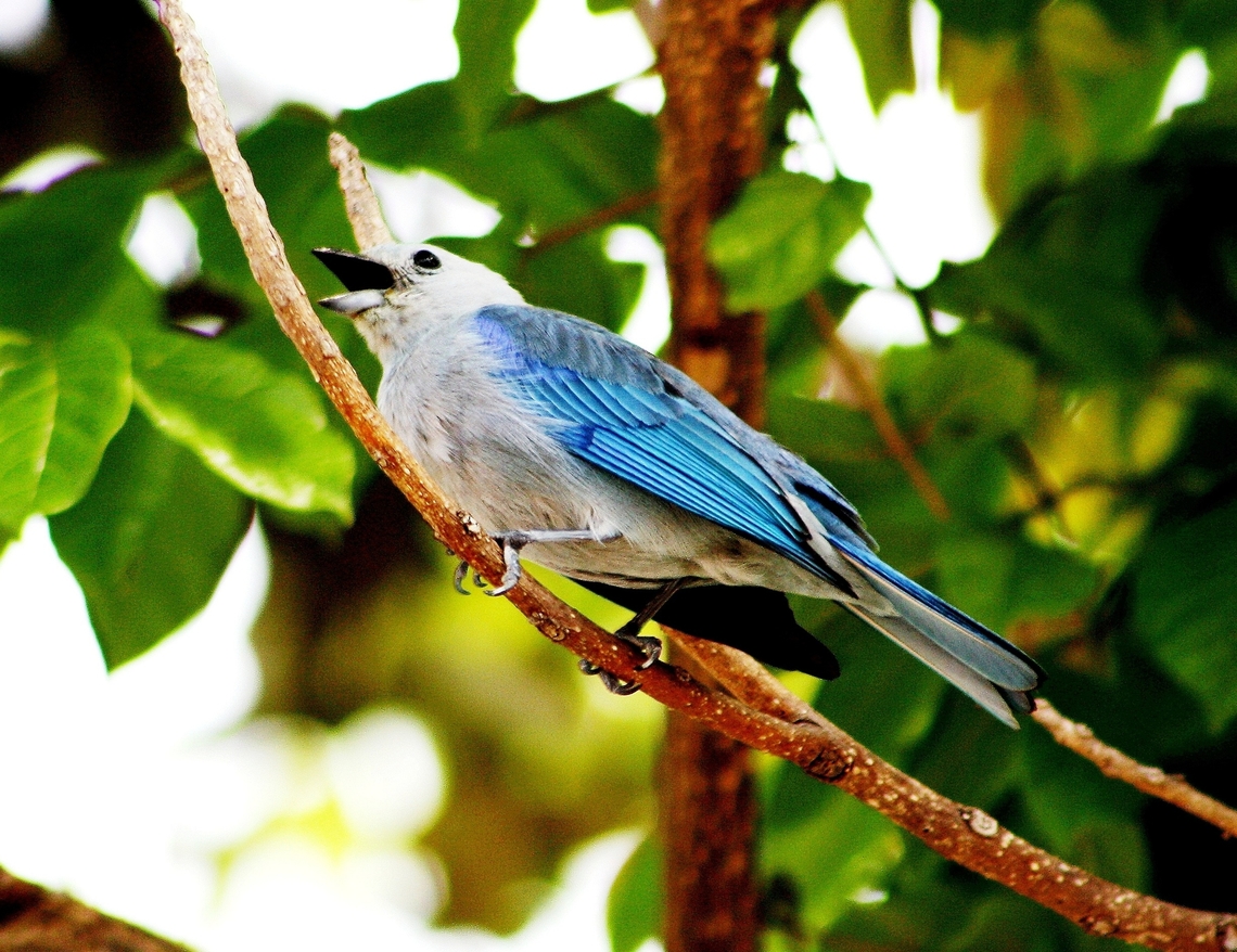 Thraupis episcopus  Blue-gray tanager,Geotagged,Spring,Thraupis episcopus,Venezuela