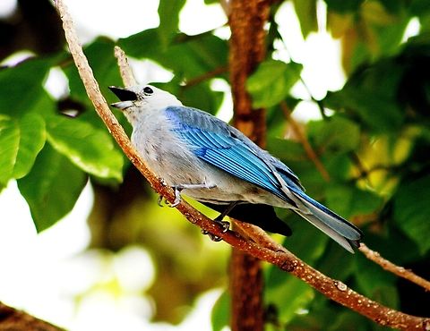 Thraupis episcopus  Blue-gray tanager,Geotagged,Spring,Thraupis episcopus,Venezuela