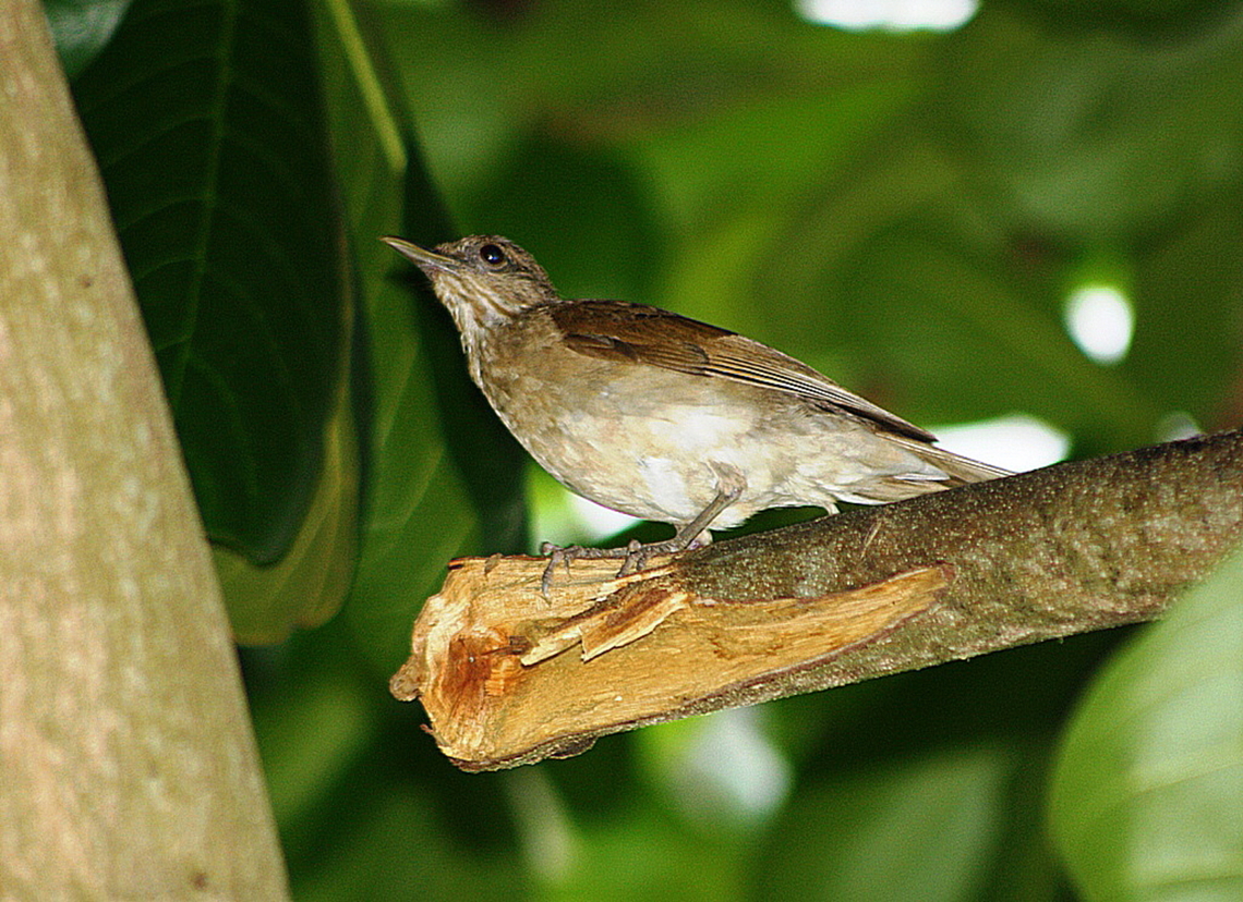 Turdus leucomelas  Geotagged,Pale-breasted thrush,Summer,Turdus leucomelas,Venezuela