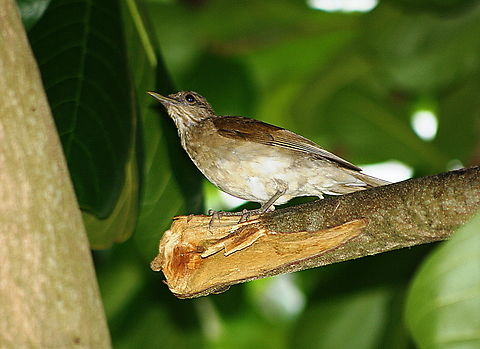 Turdus leucomelas  Geotagged,Pale-breasted thrush,Summer,Turdus leucomelas,Venezuela